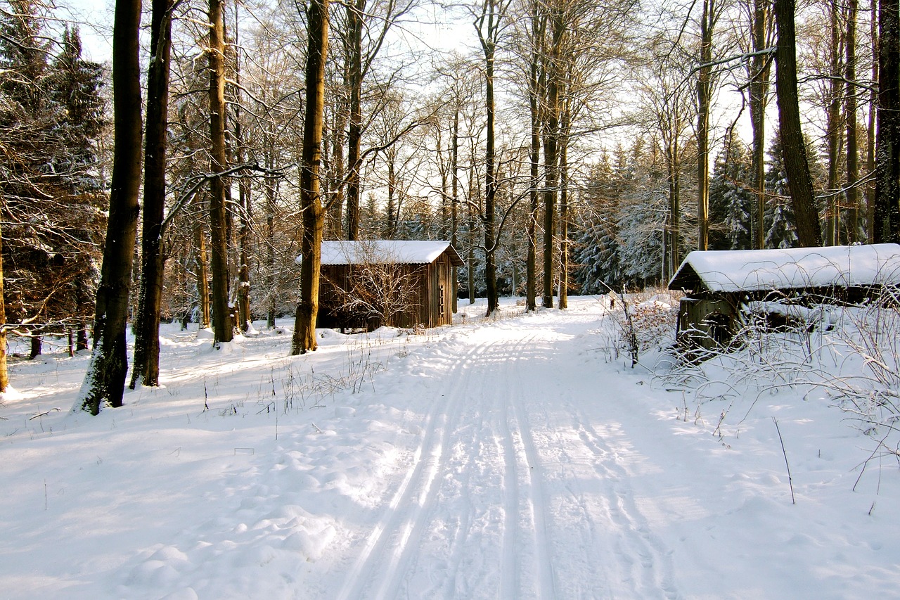 winter forest snow wintry free photo