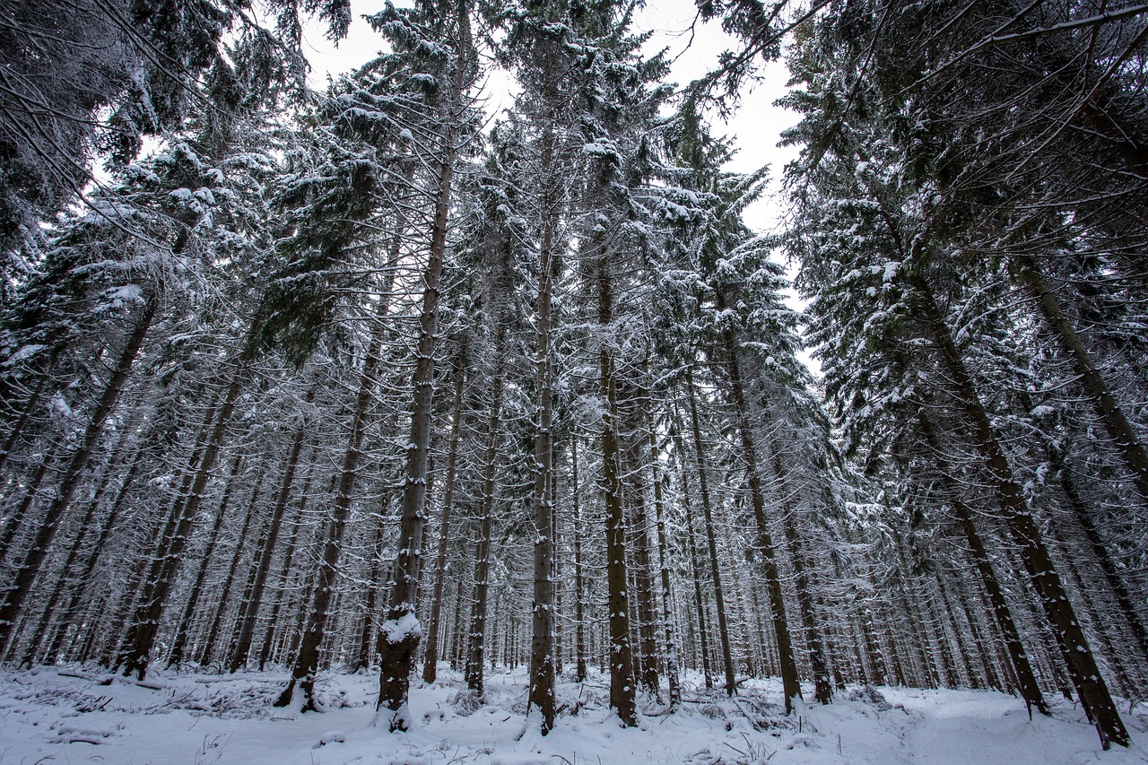 winter forest snow wintry free photo