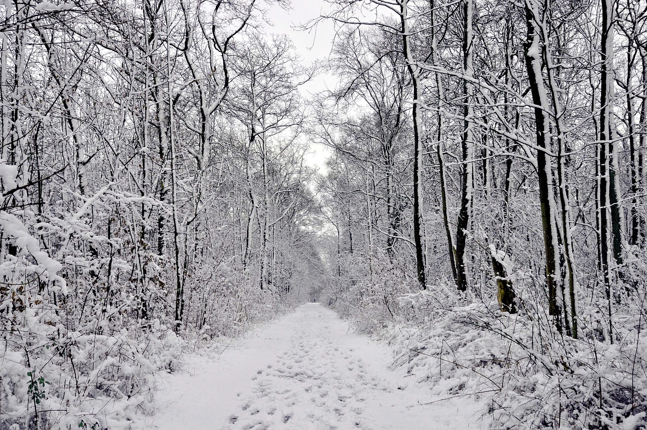 winter forest snow forest running tracks free photo