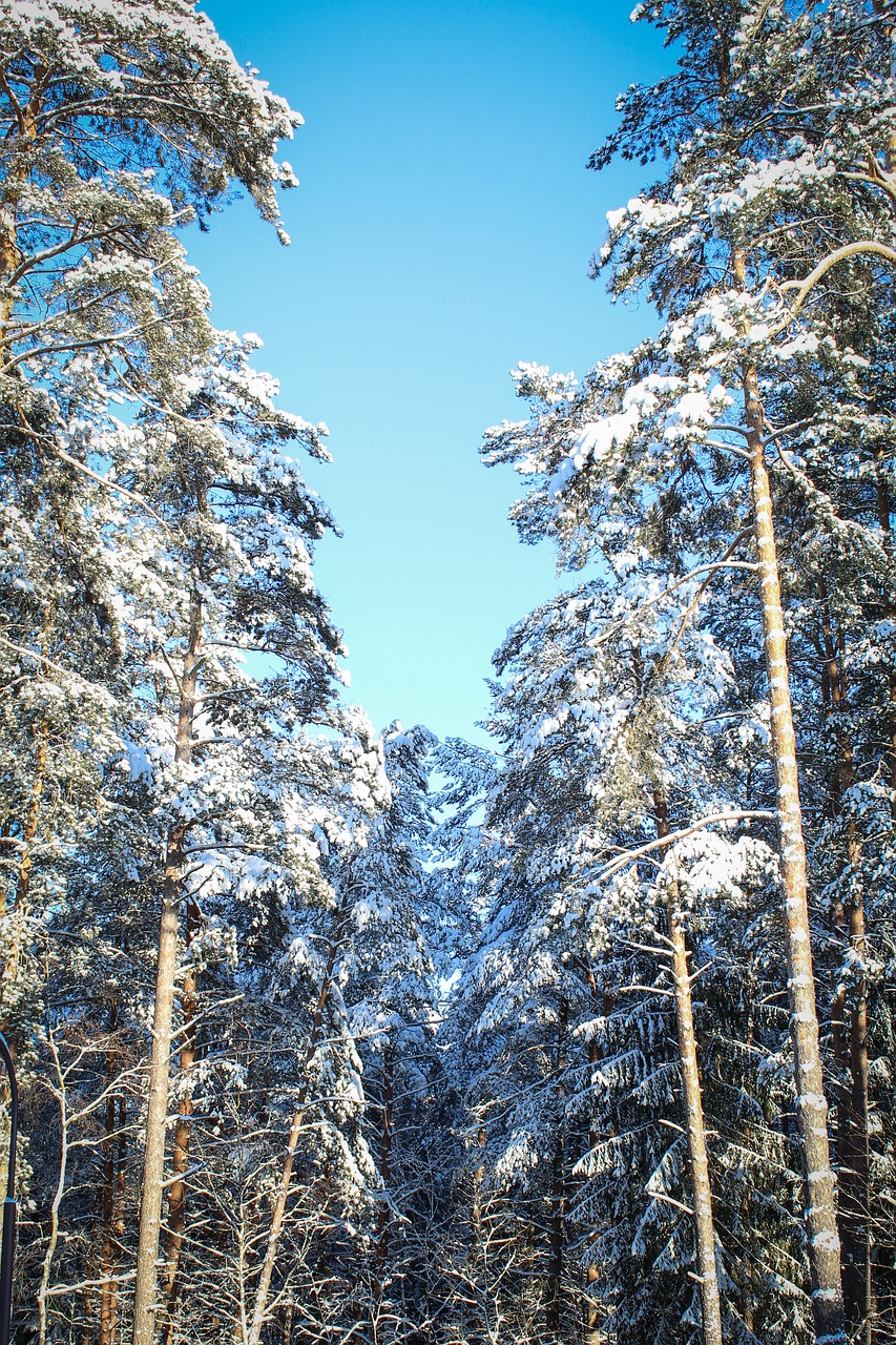winter forest sky snow free photo
