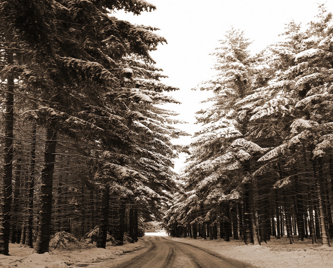 winter forest nostalgia firs free photo