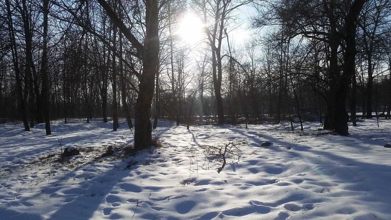 winter forest trees winter free photo