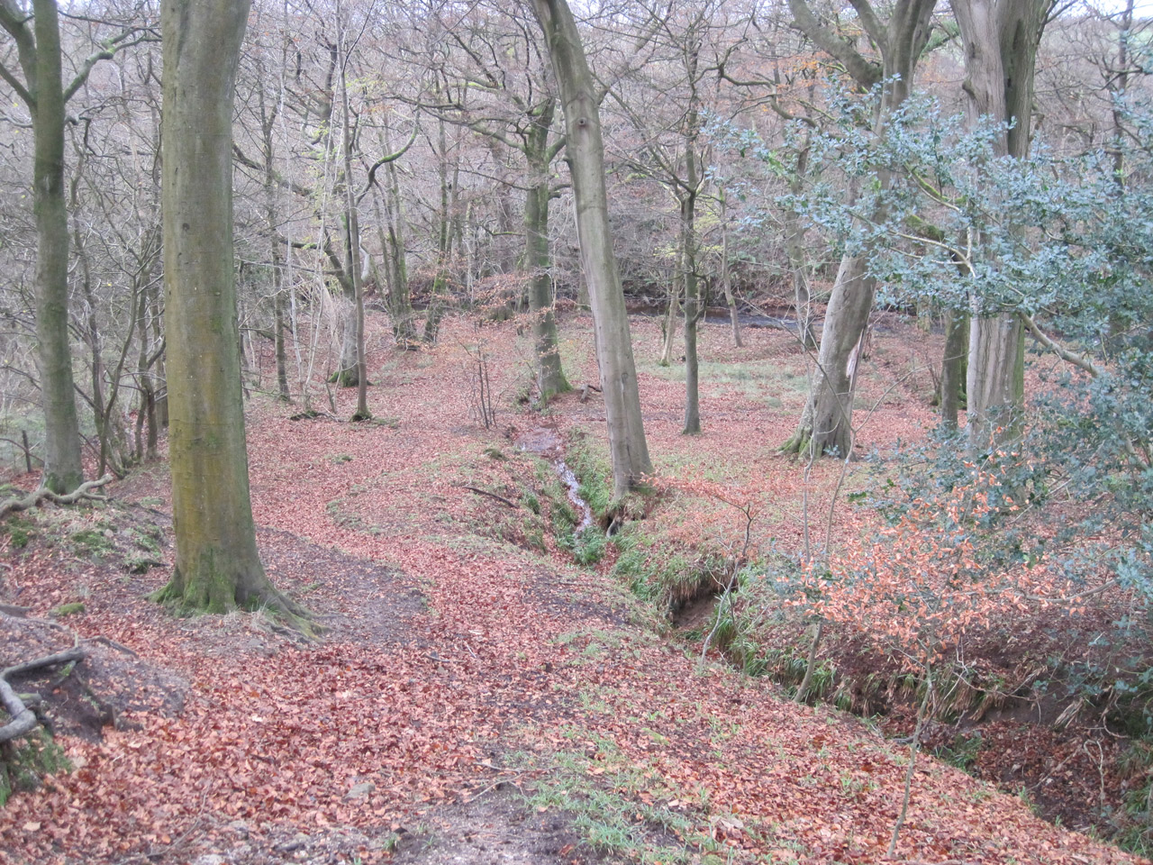 winter trees forest free photo