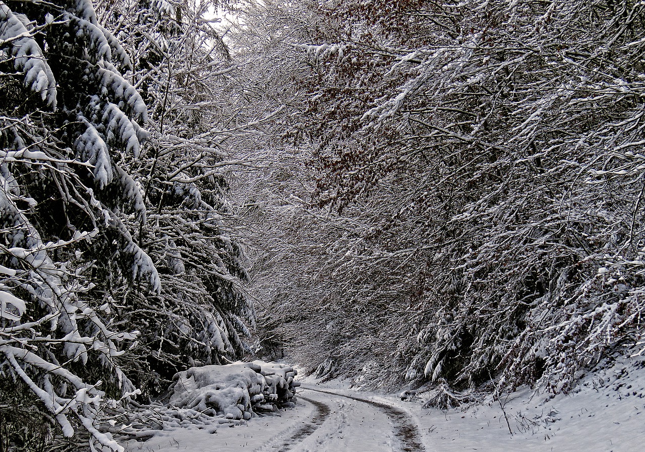 winter forest forest path snow free photo