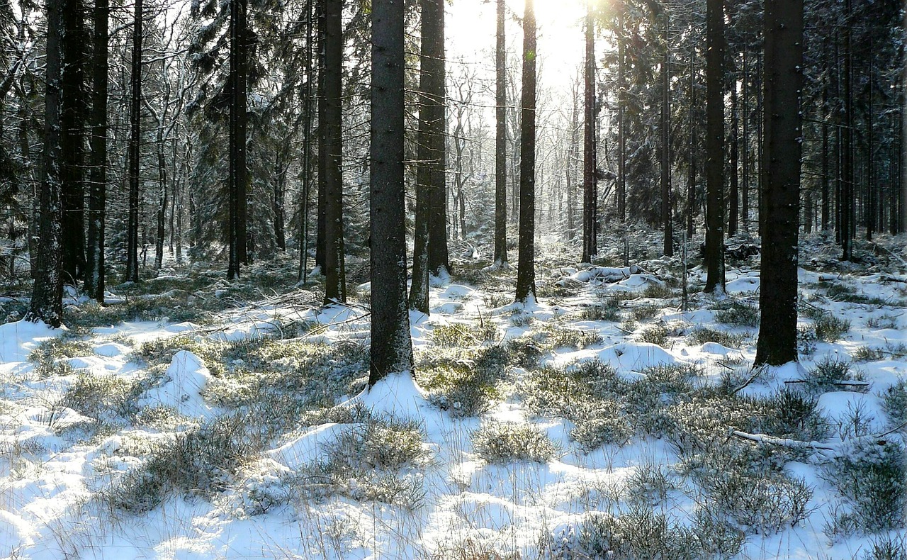 winter forest trees snowy free photo
