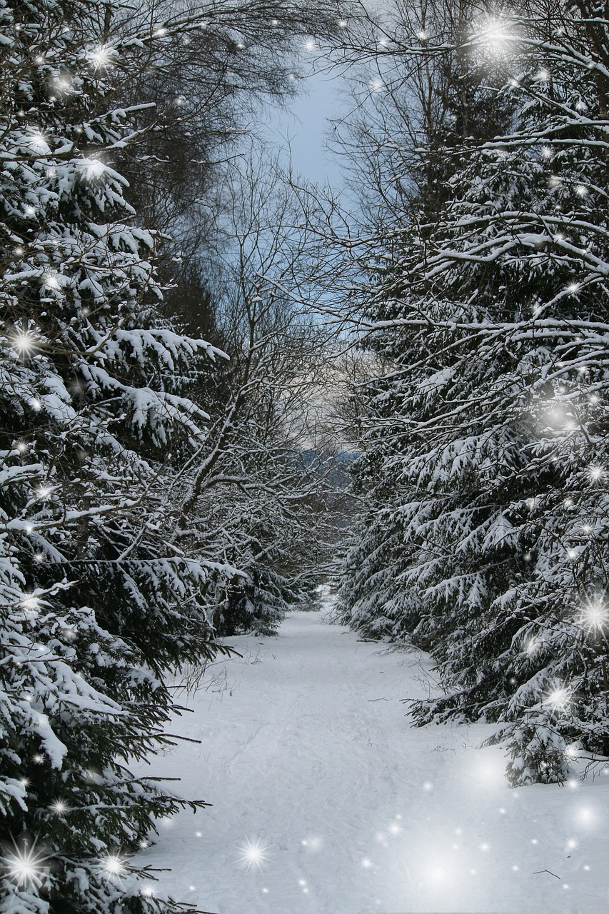 winter forest  greeting card  snow free photo