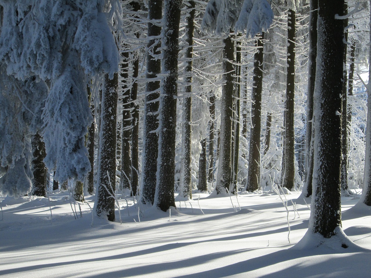 winter forest  landscape  snow free photo