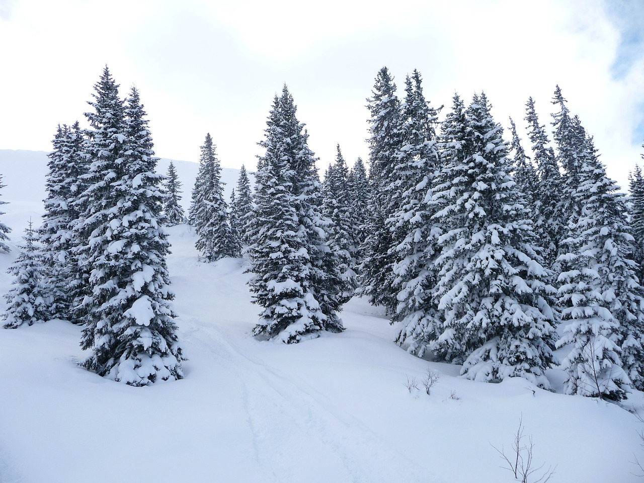 winter forest snow winter free photo