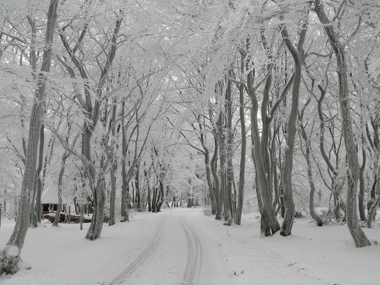 winter forest snow winter free photo