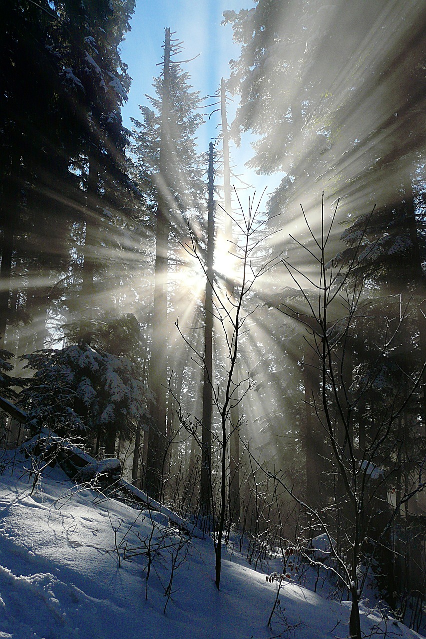 winter forest corona morning sun free photo