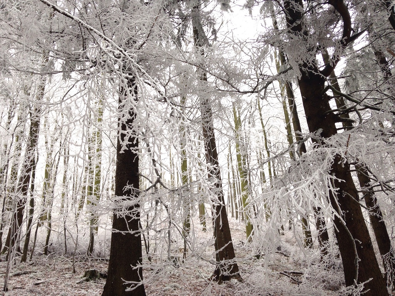 winter forest frost winter free photo