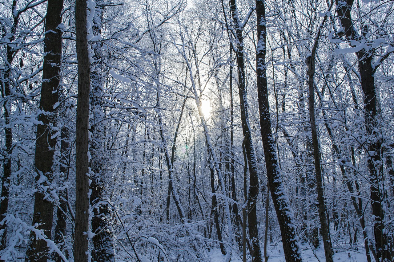 winter forest forest trees free photo