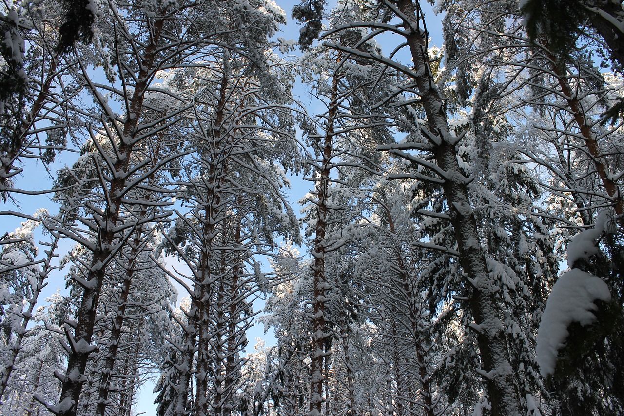 winter forest pine snow free photo