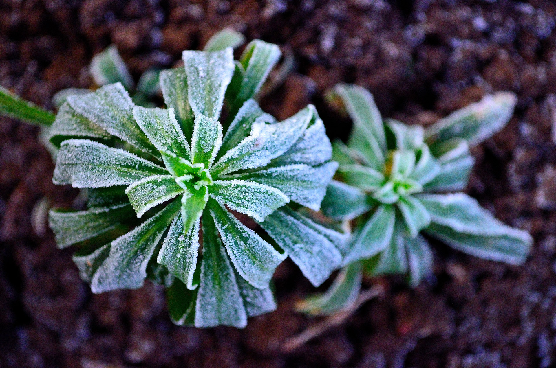 winter frost plant free photo