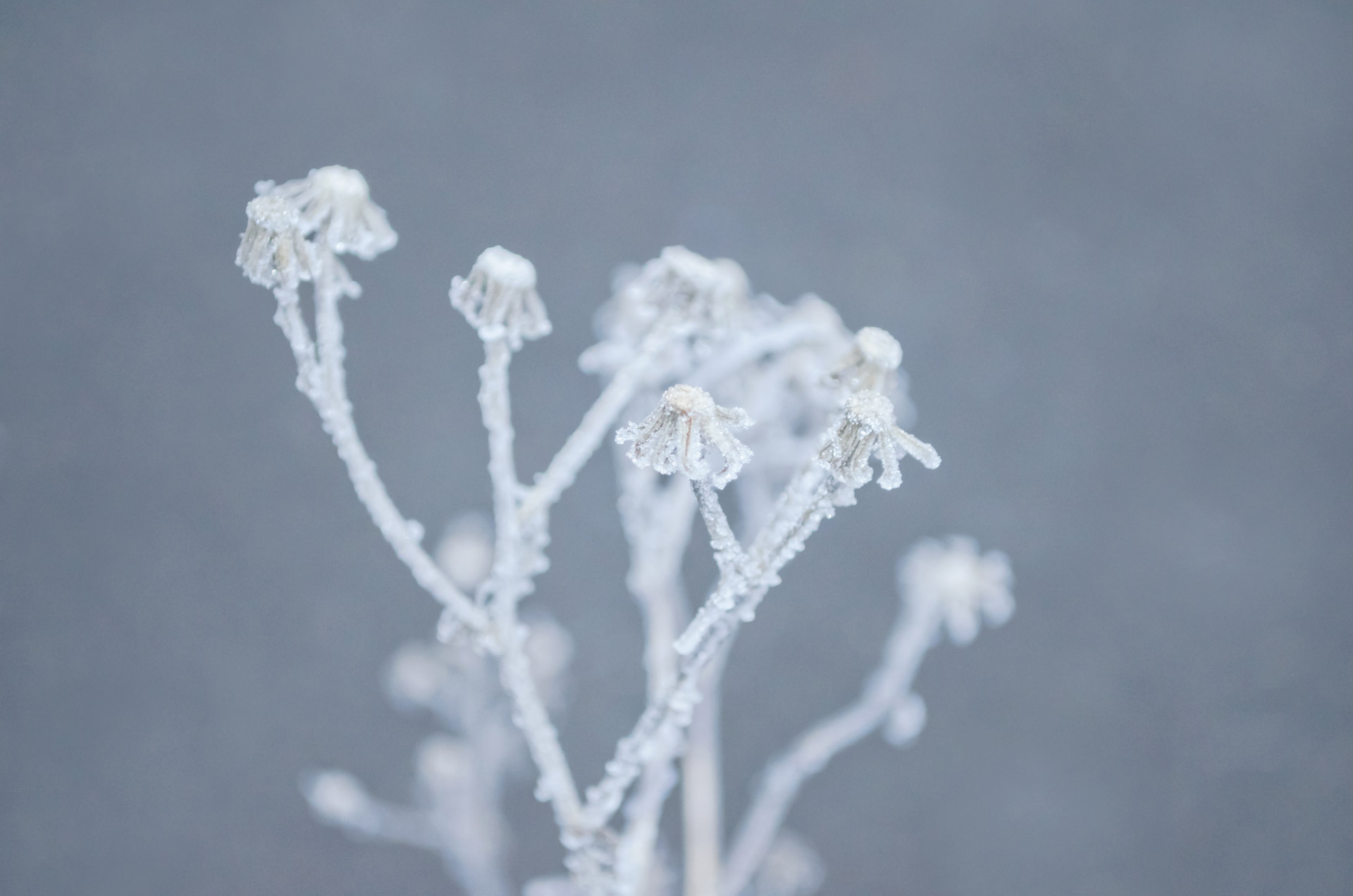 winter frost snow free photo