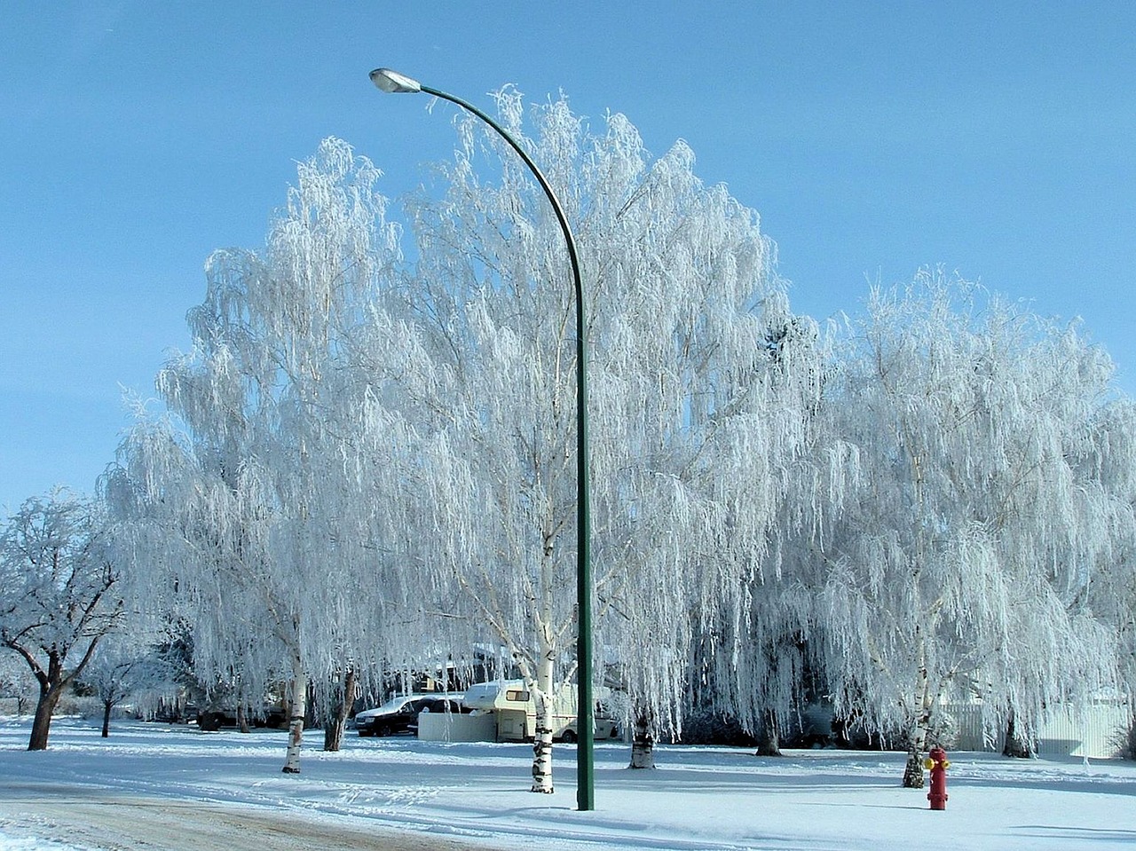 winter frost trees canada nature free photo