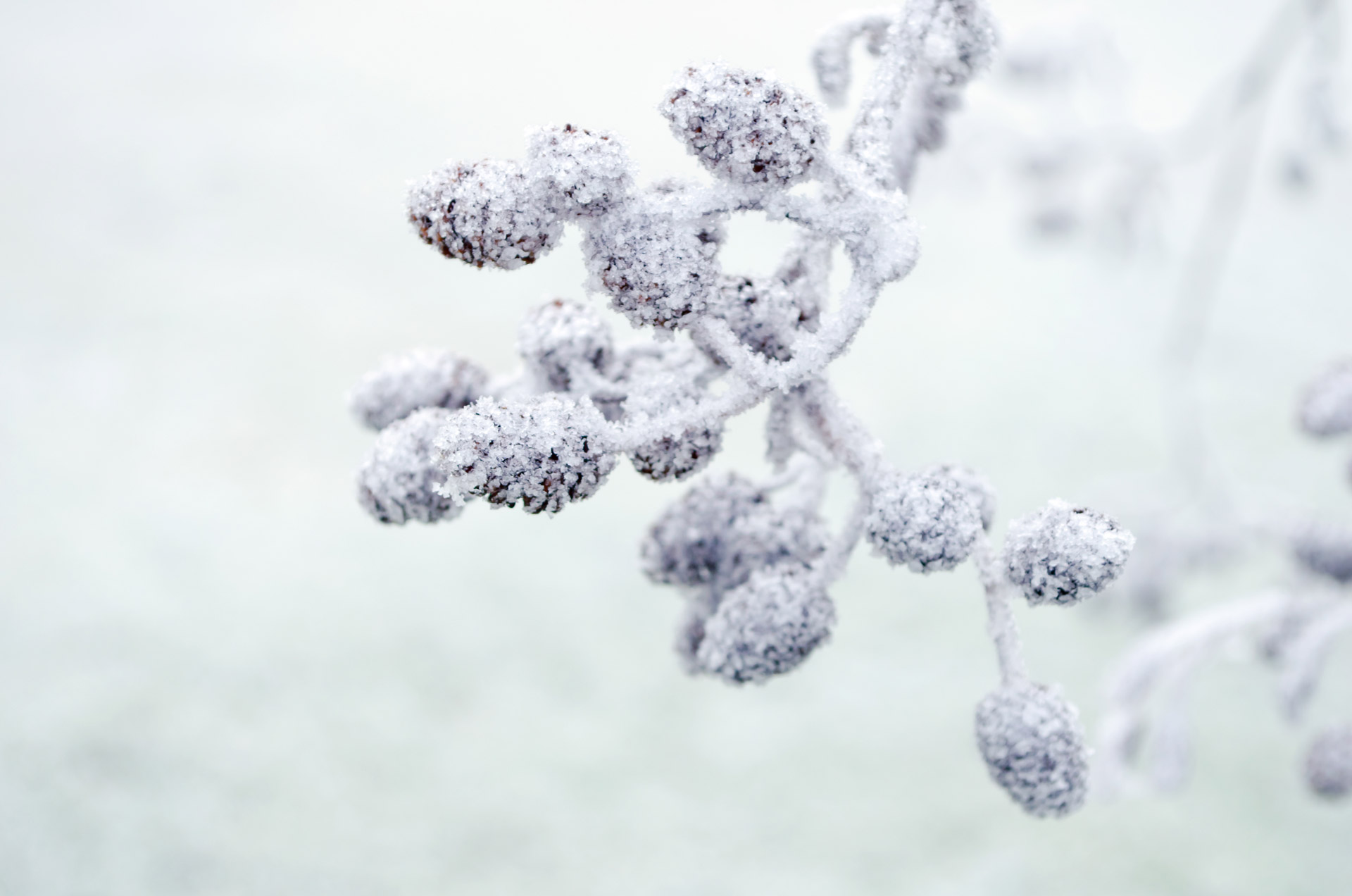 frozen tree ice free photo