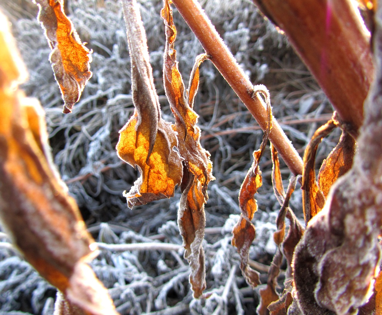 winter gold leaves sunlight free photo