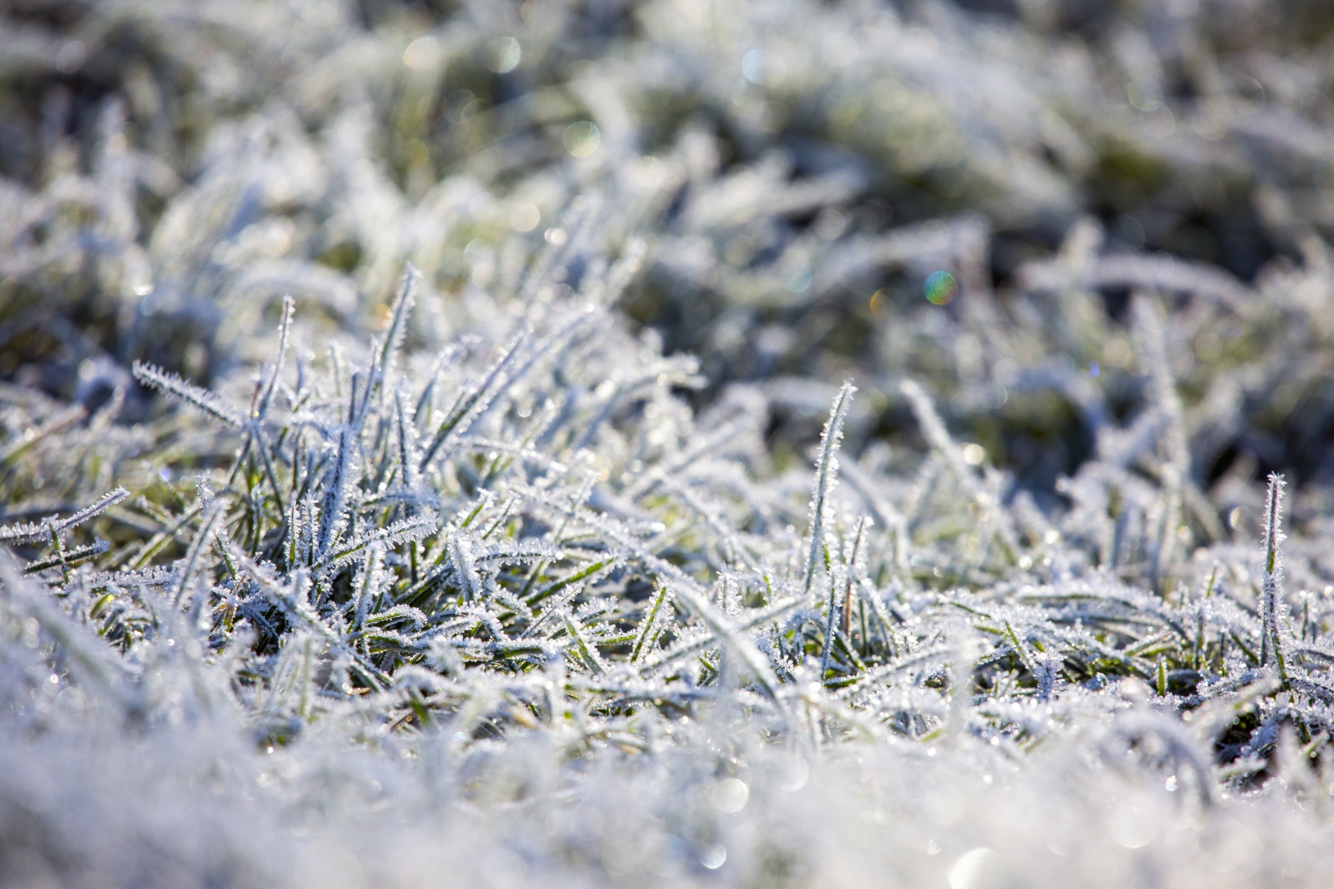 winter frost snow free photo