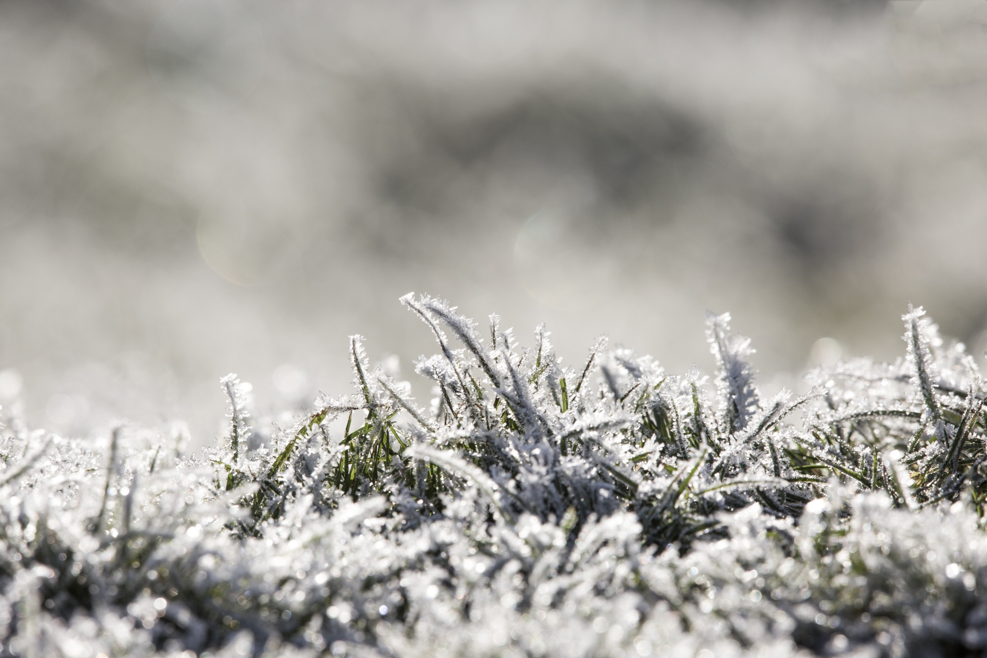 winter frost snow free photo