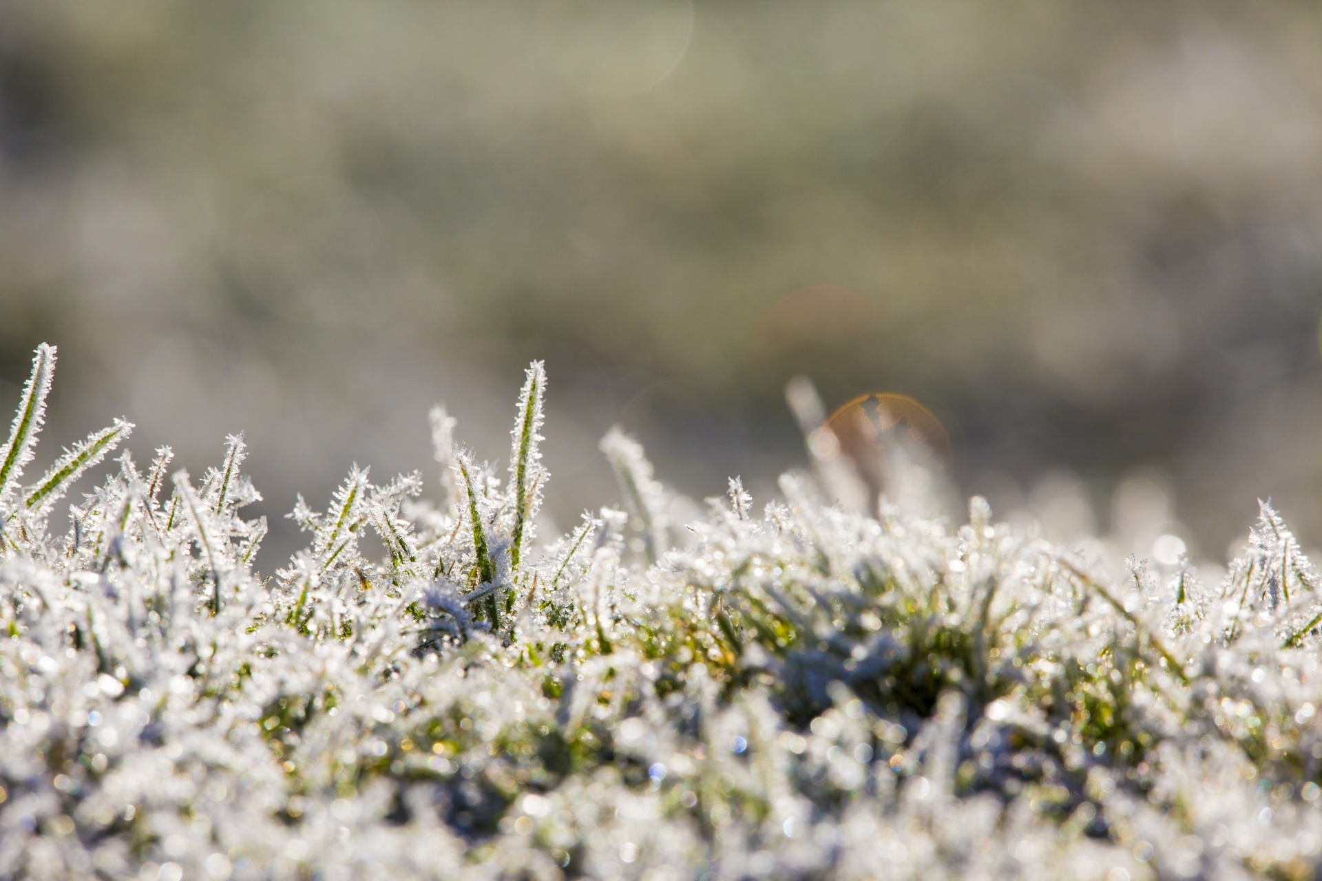 winter frost snow free photo