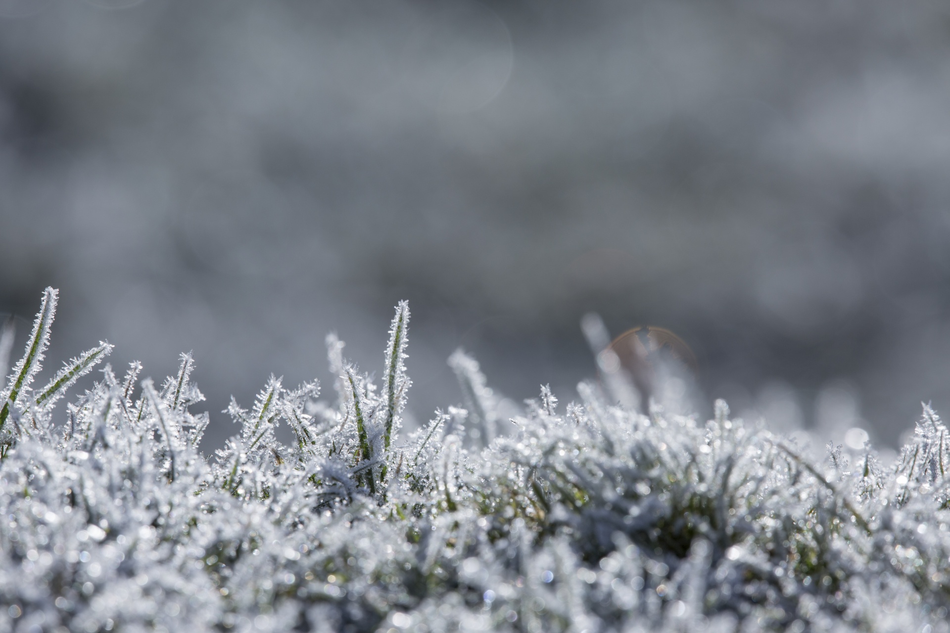 winter frost snow free photo