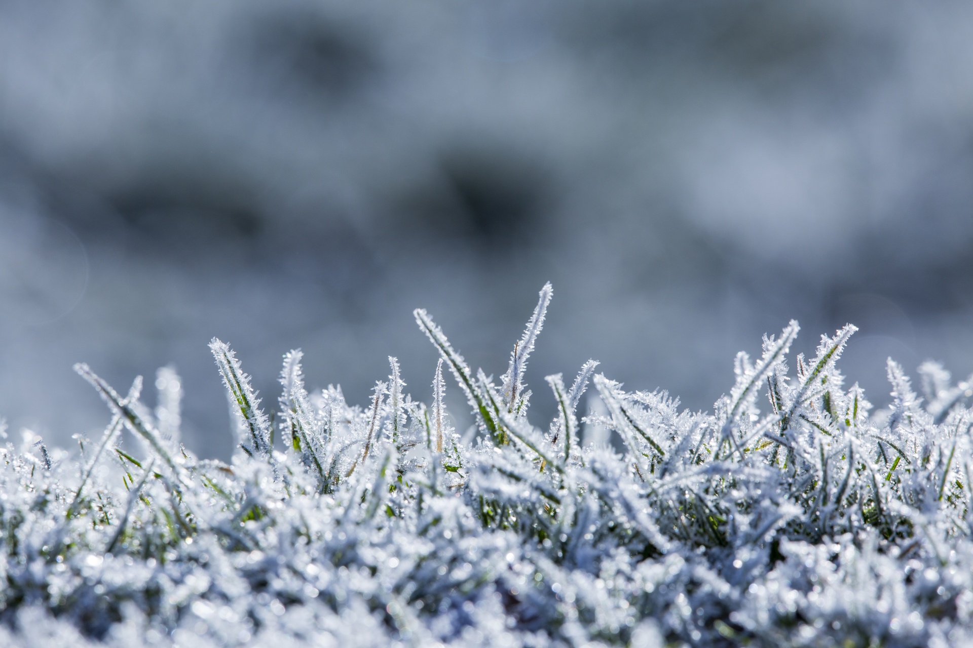 winter frost snow free photo