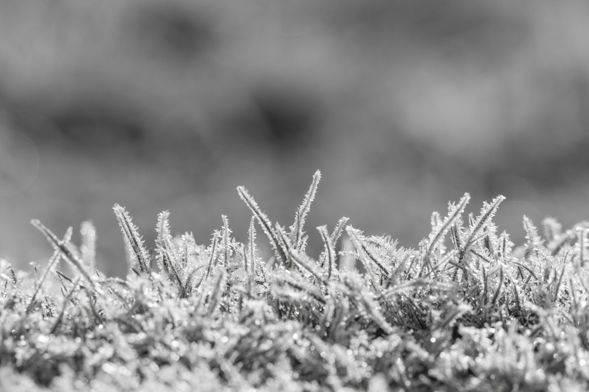 winter frost snow free photo