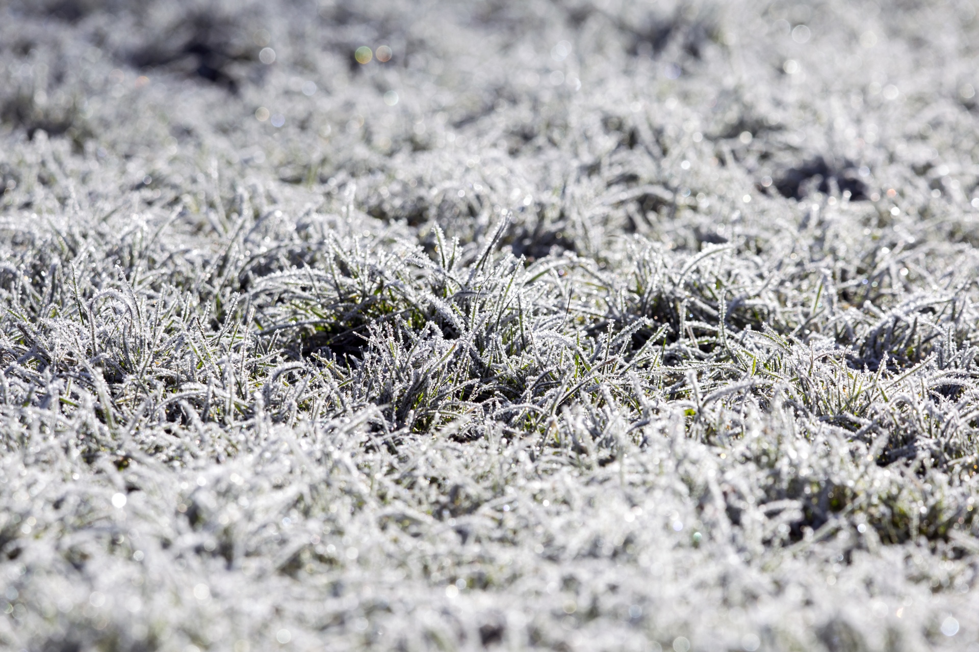 winter frost snow free photo