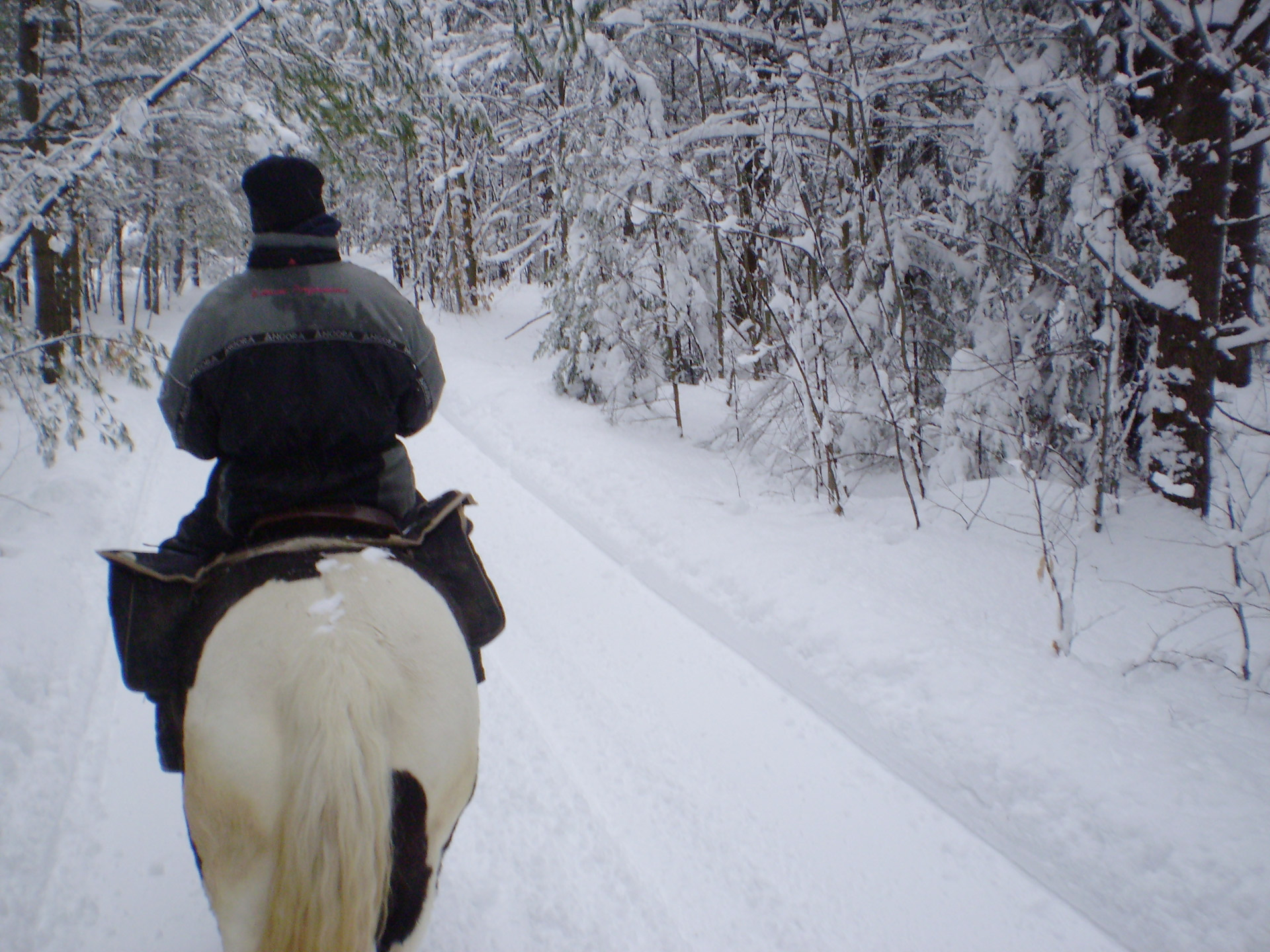 winter horse horses free photo