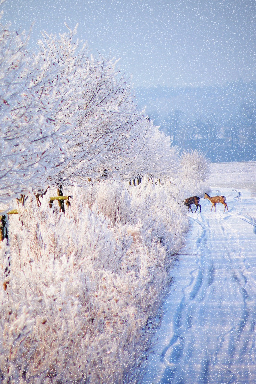 winter impressions wintry snow free photo