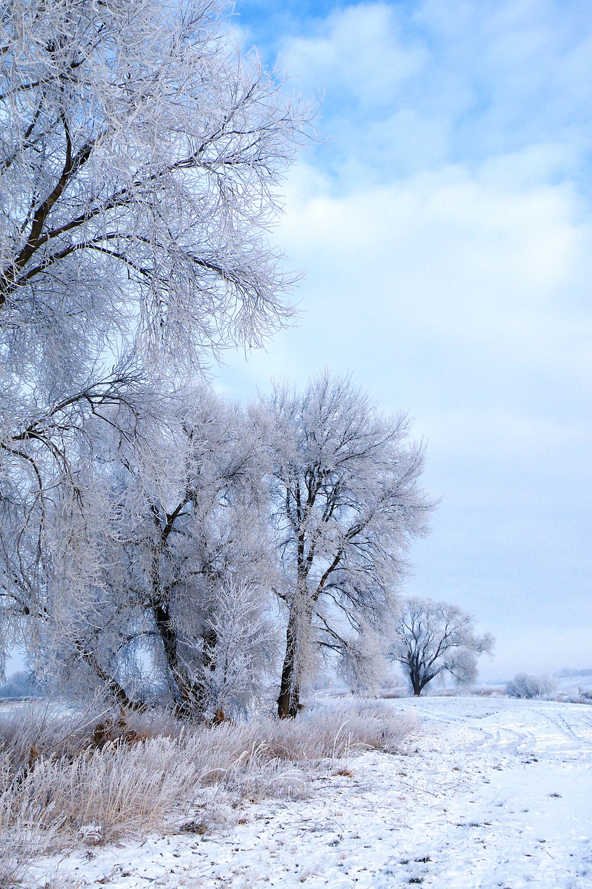 winter impressions wintry snow free photo