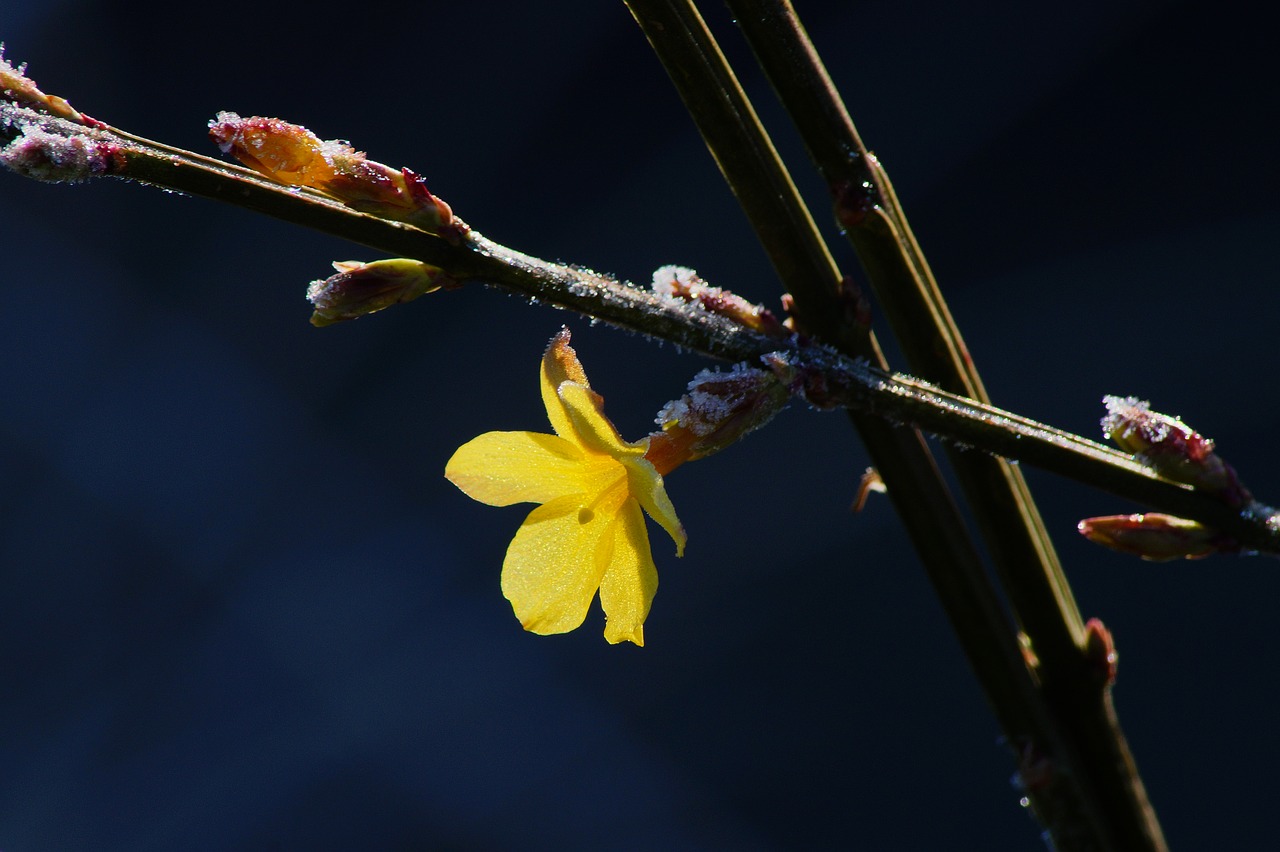 winter jasmine yellow flower nature free photo