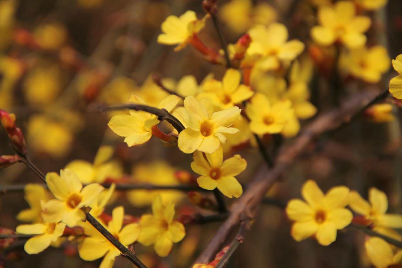 winter jasmine summer spring free photo