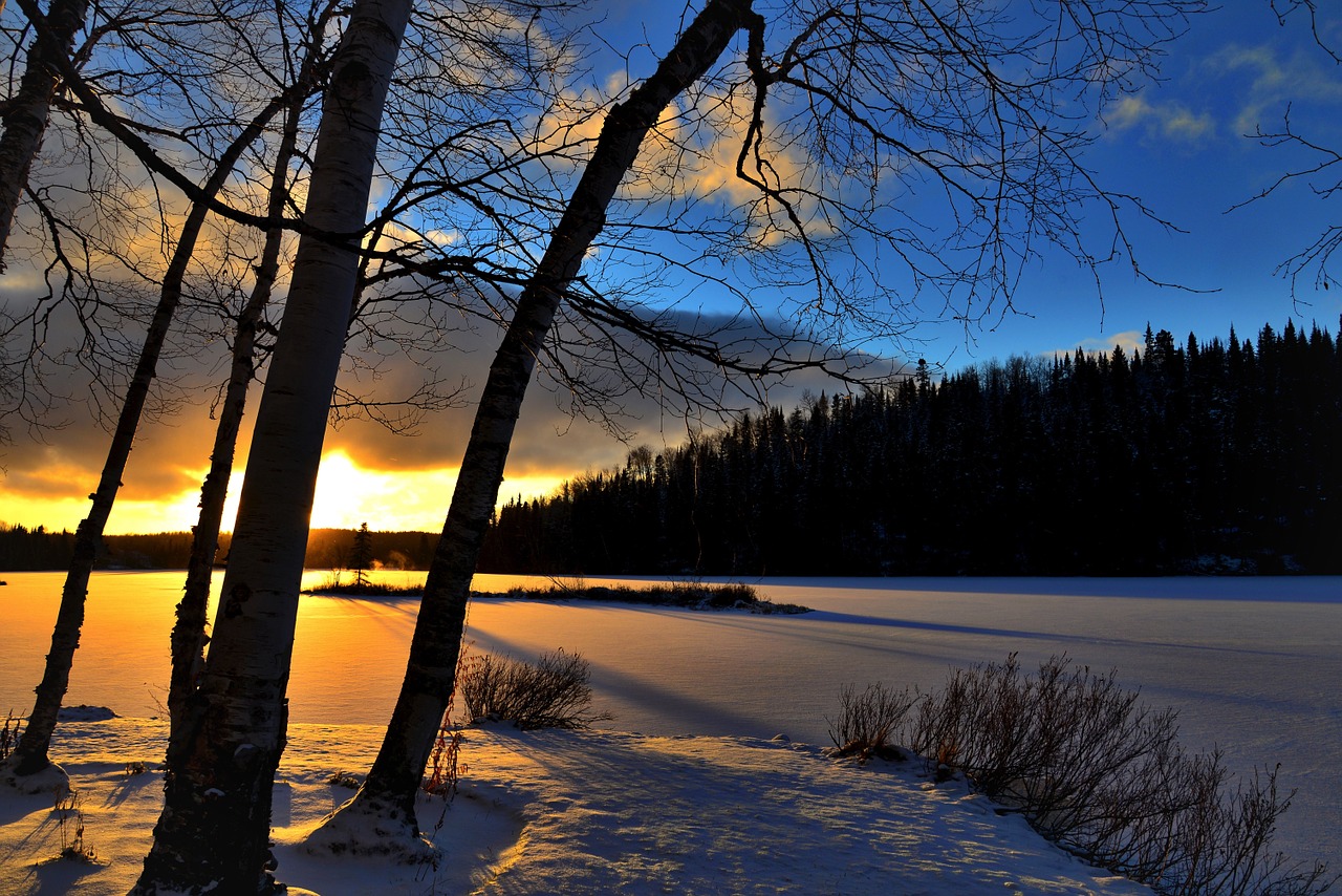 winter landscape trees winter free photo