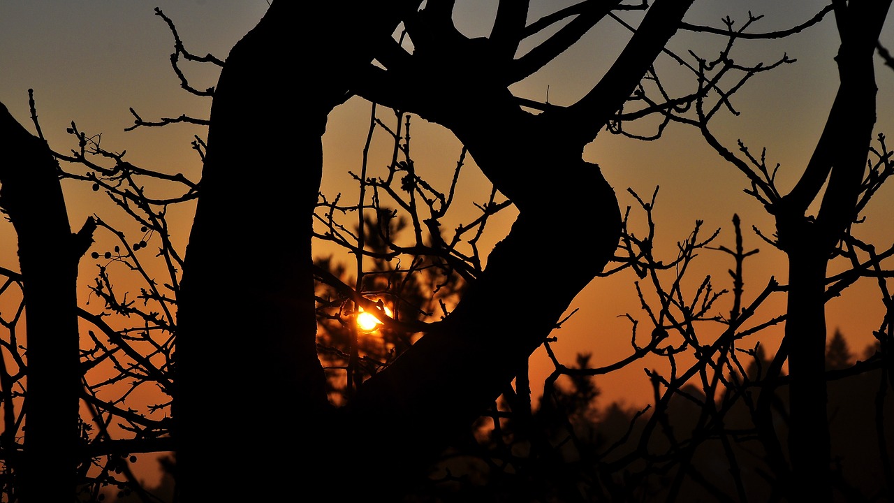 winter landscape sunset colors free photo