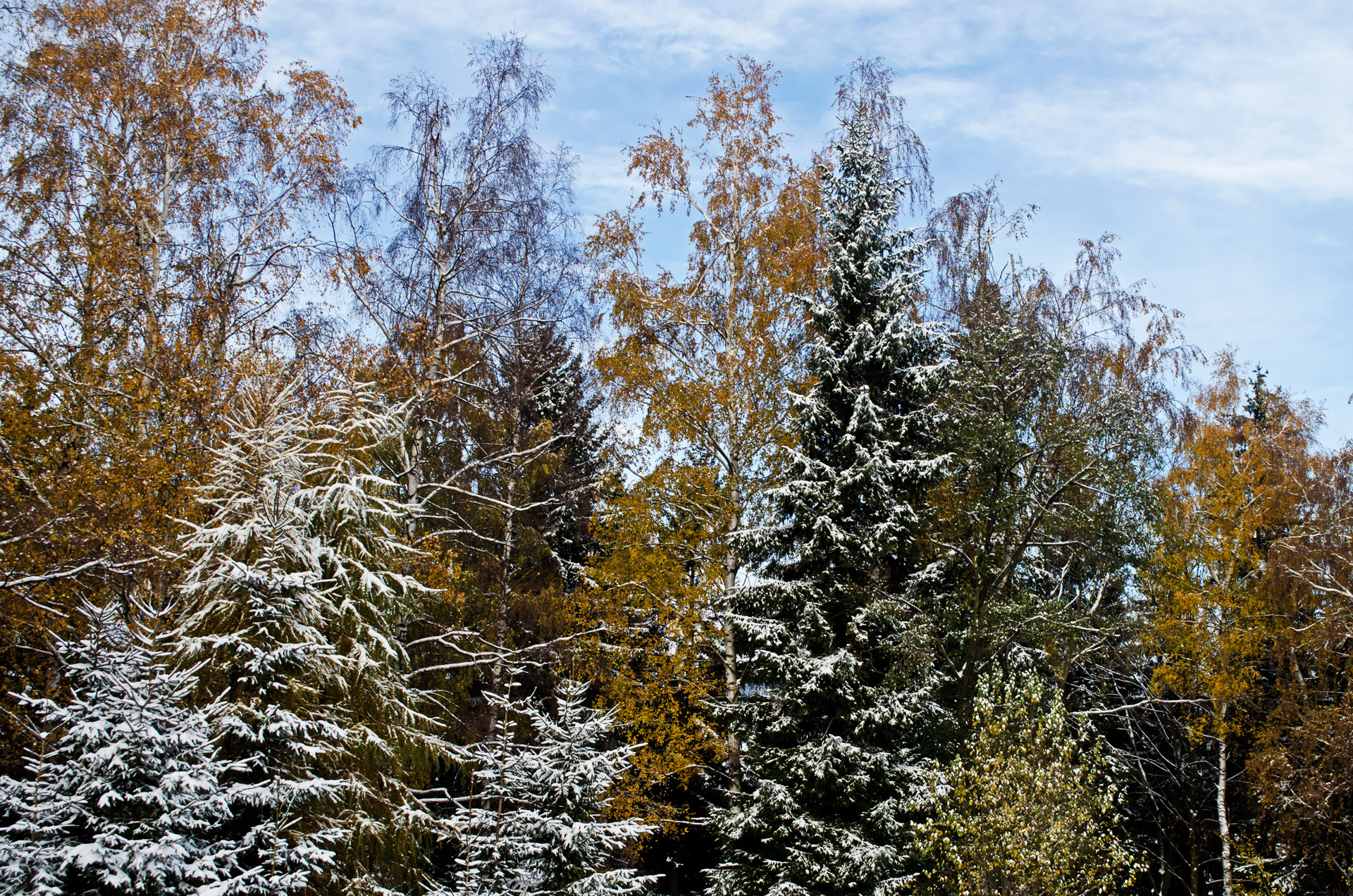 winter season snow landscape free photo