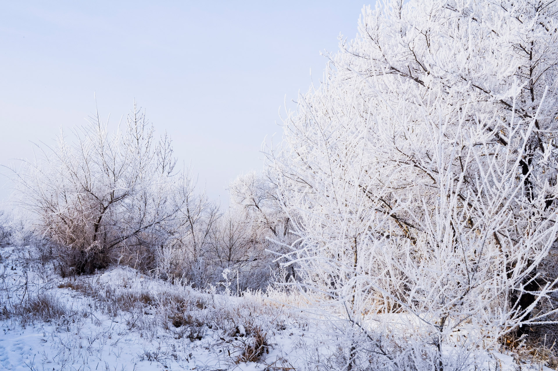 snow frost landscape free photo