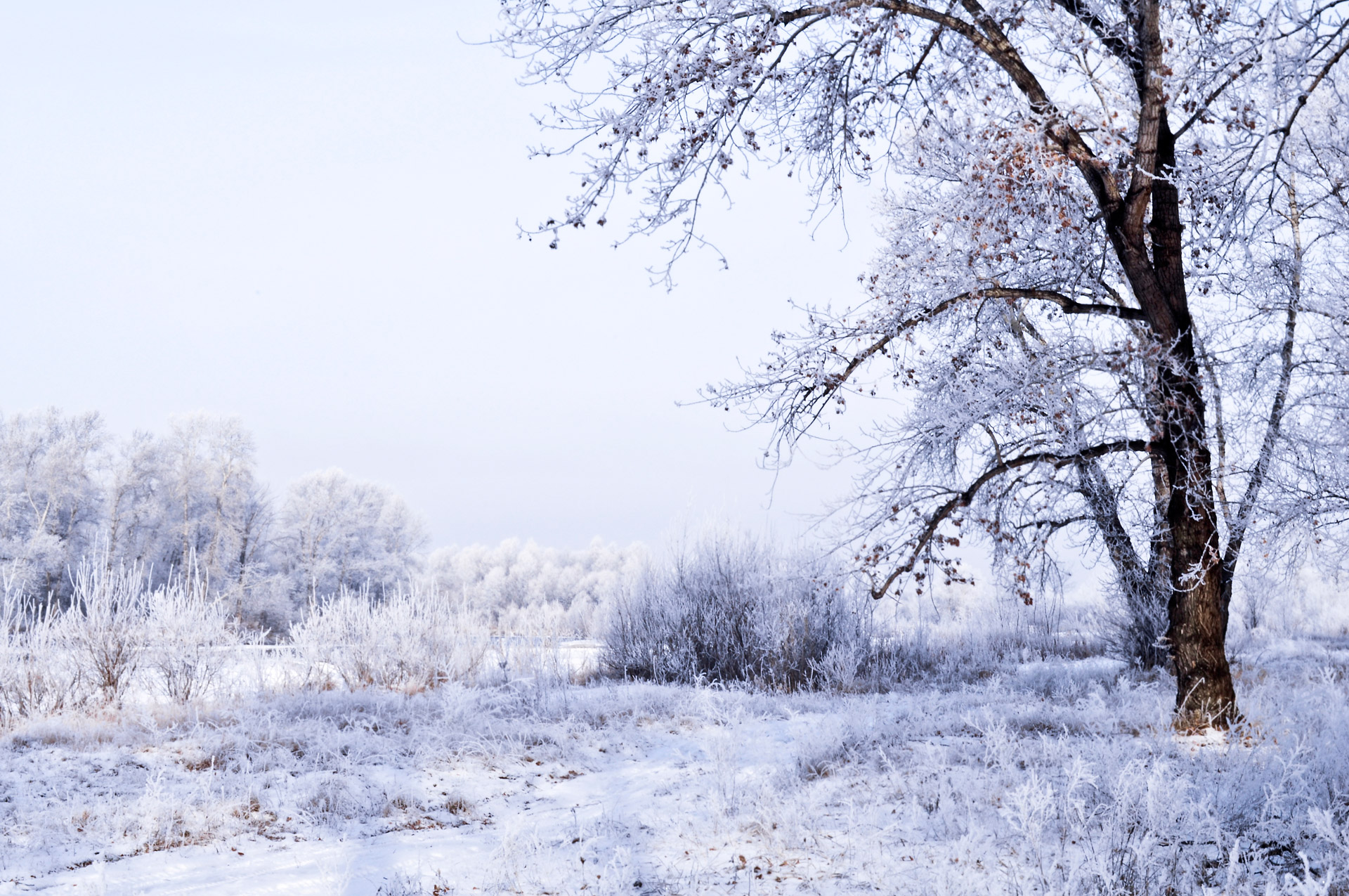 snow frost landscape free photo