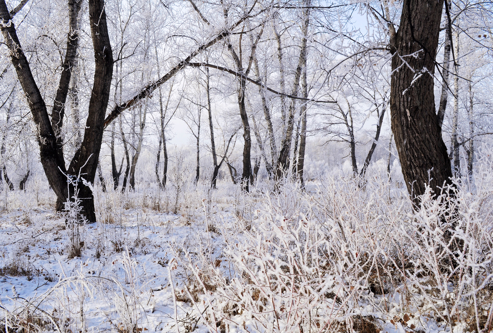 snow frost landscape free photo