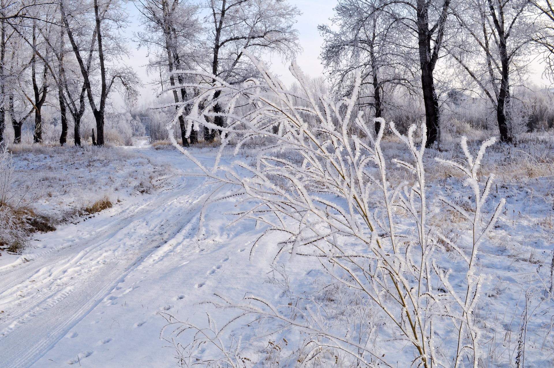 snow frost landscape free photo