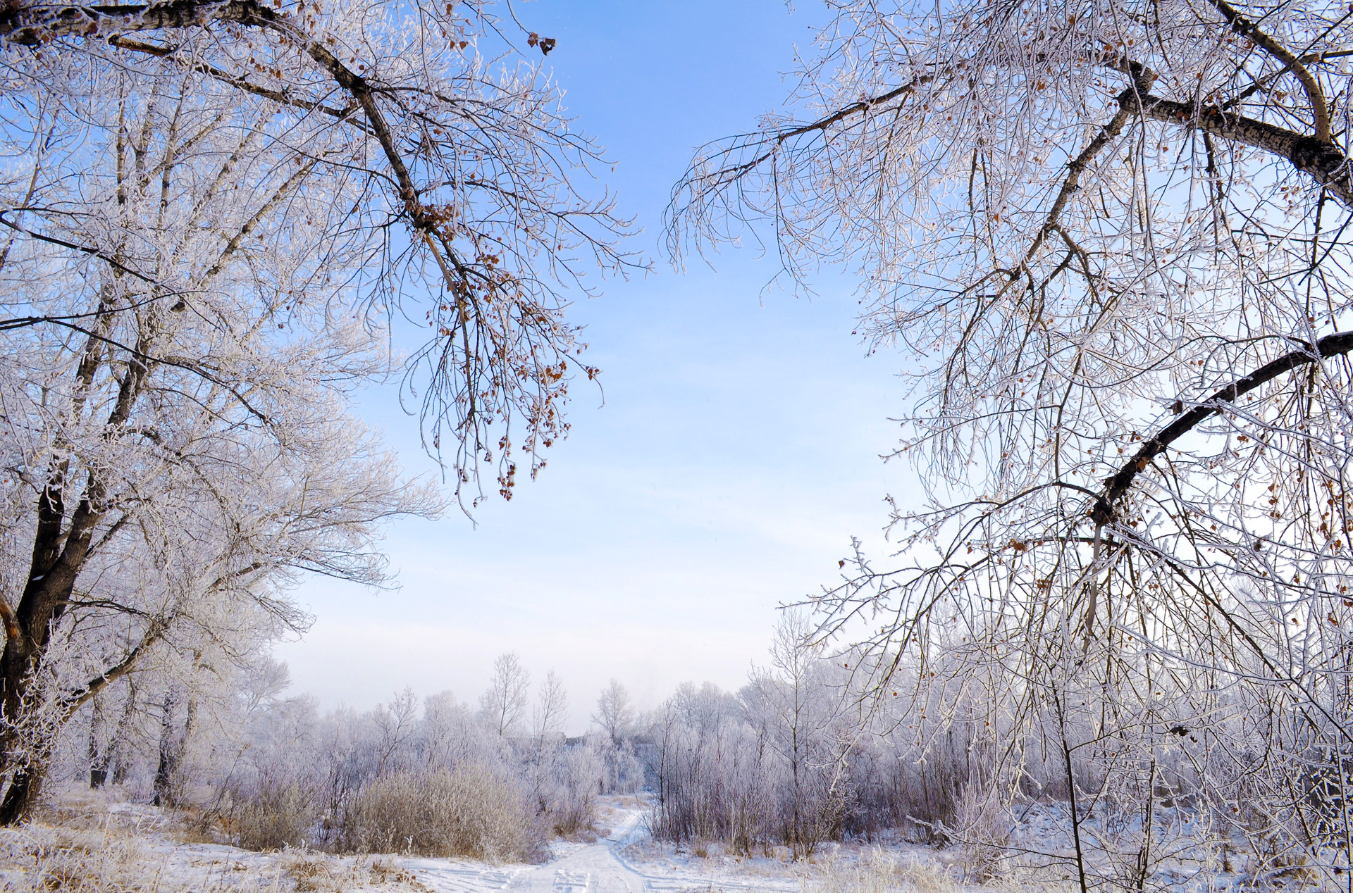 snow frost landscape free photo