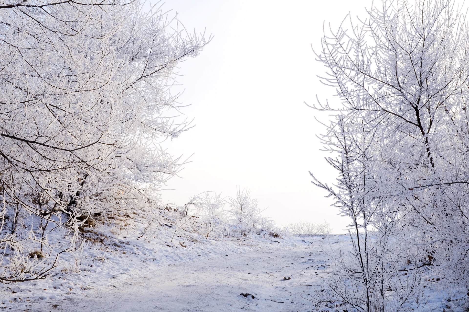 snow frost landscape free photo