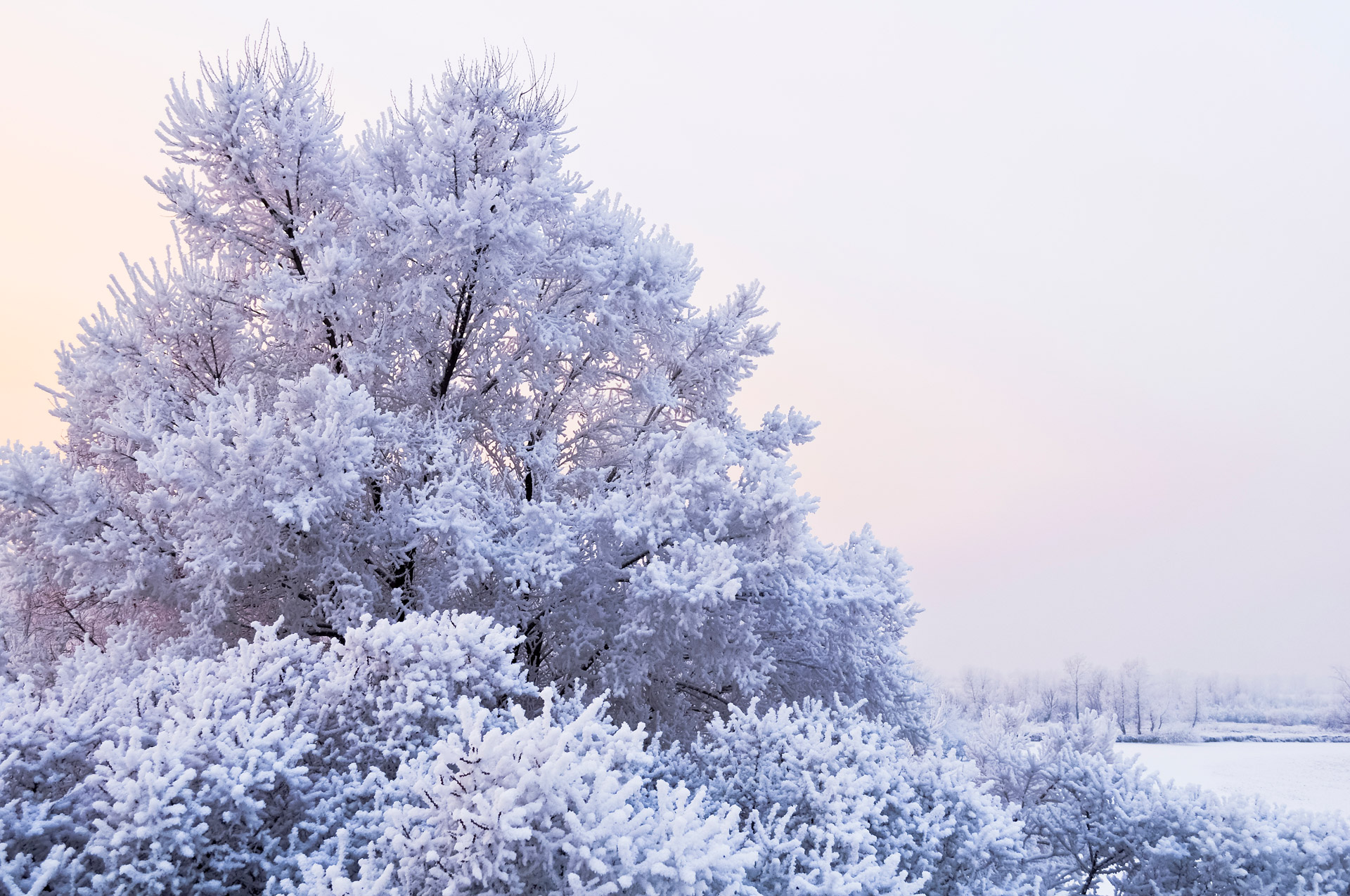 snow trees sunset free photo