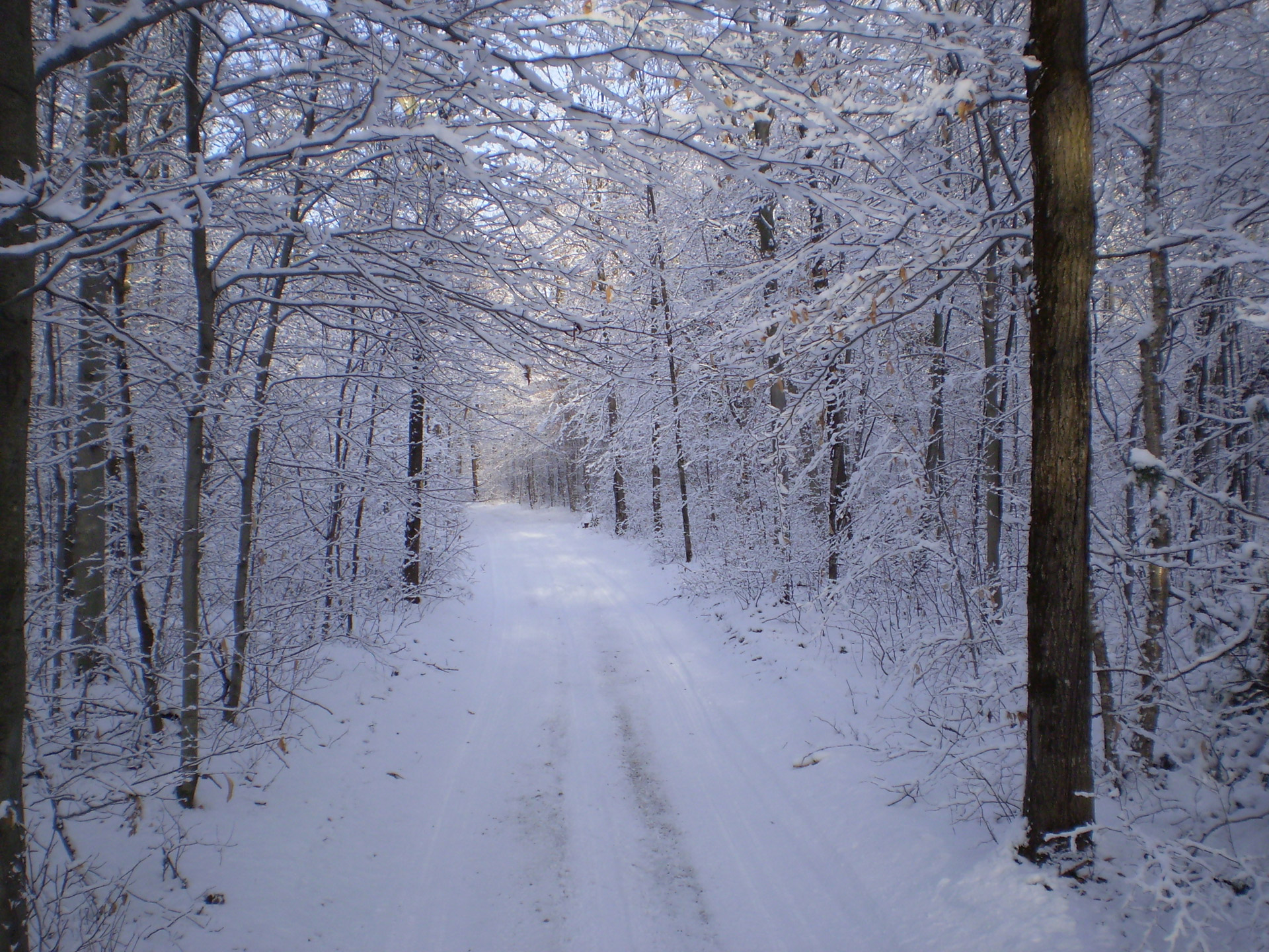winter snow path free photo