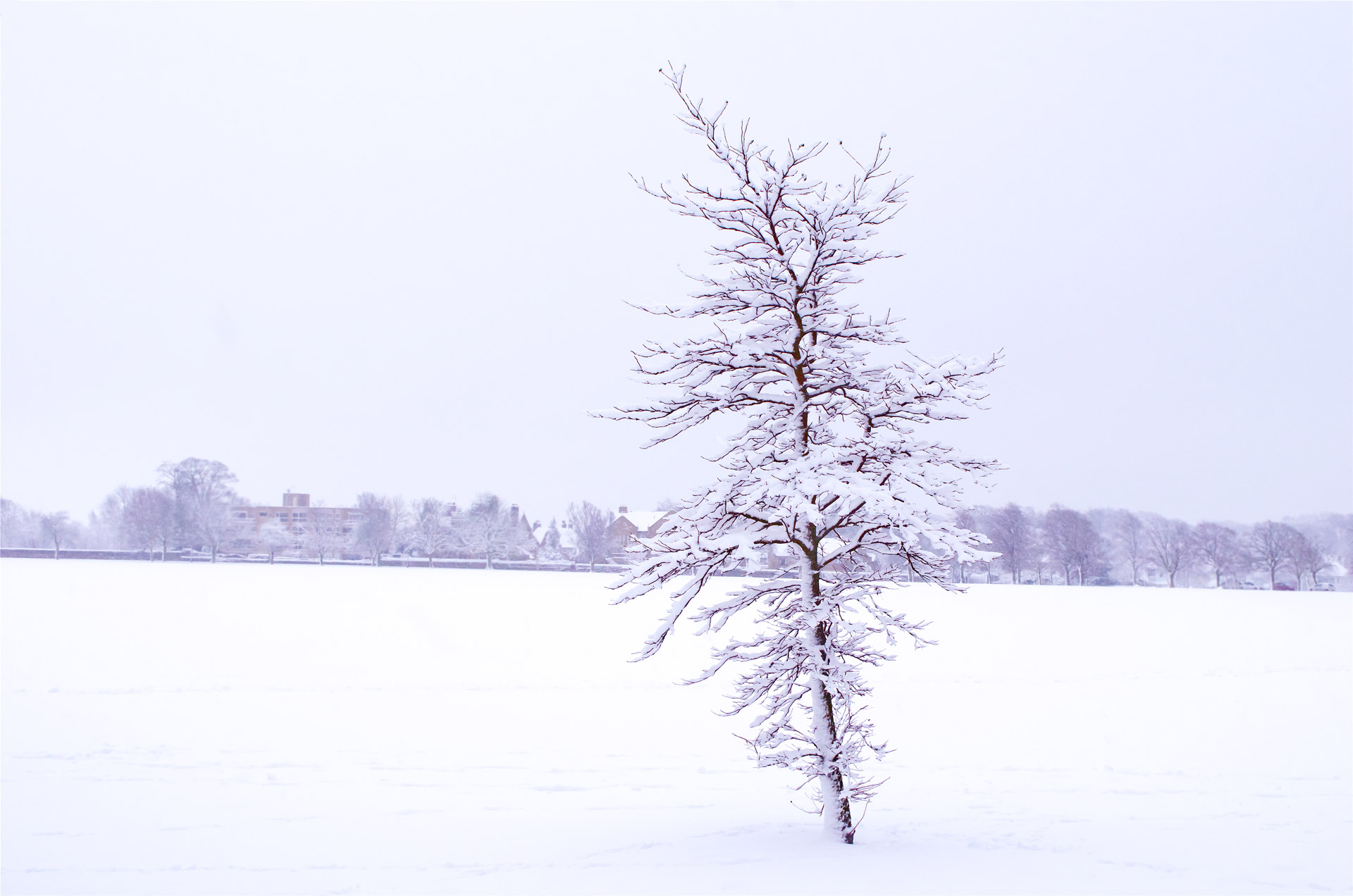 snowy snow snowed free photo