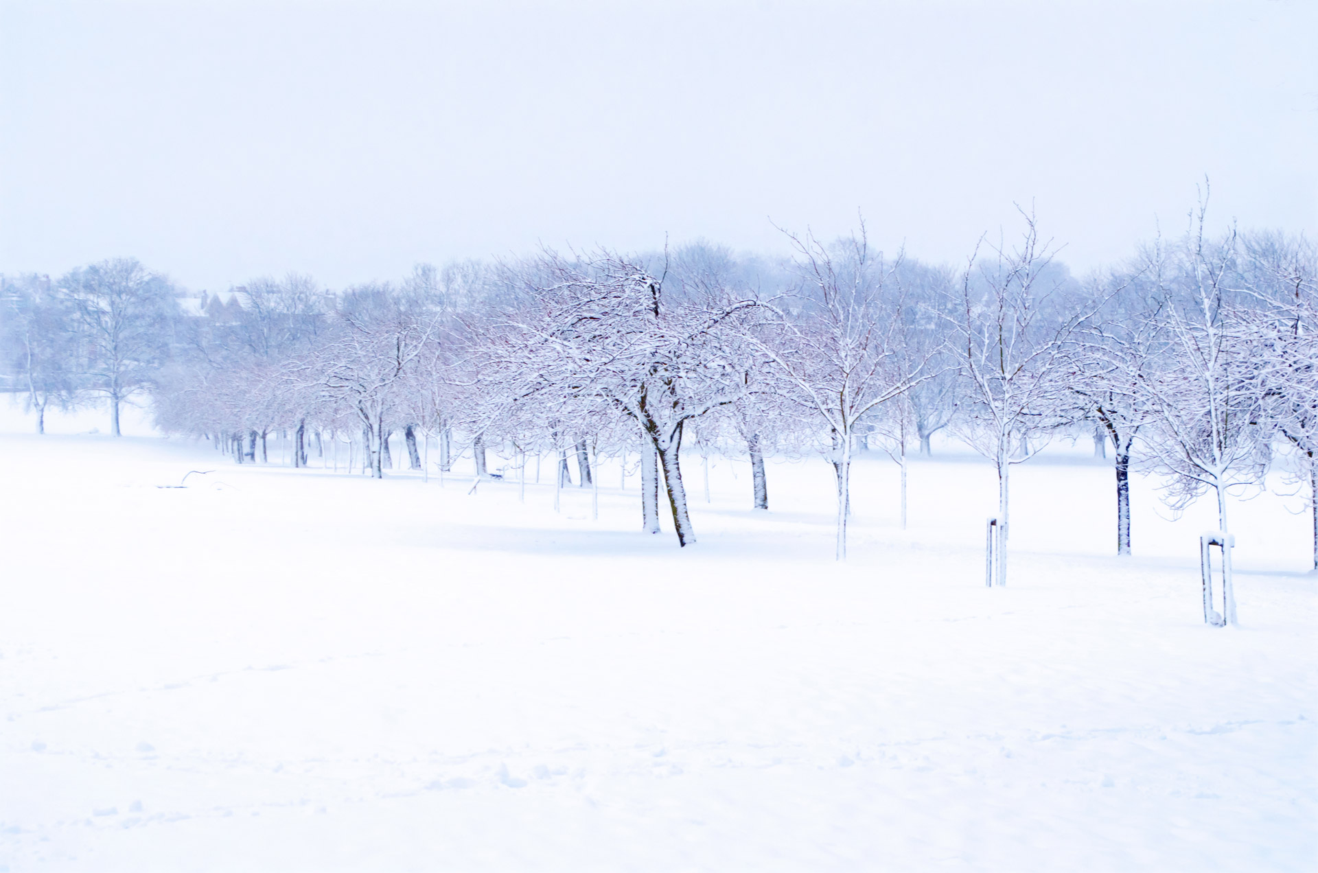 snowy snow snowed free photo