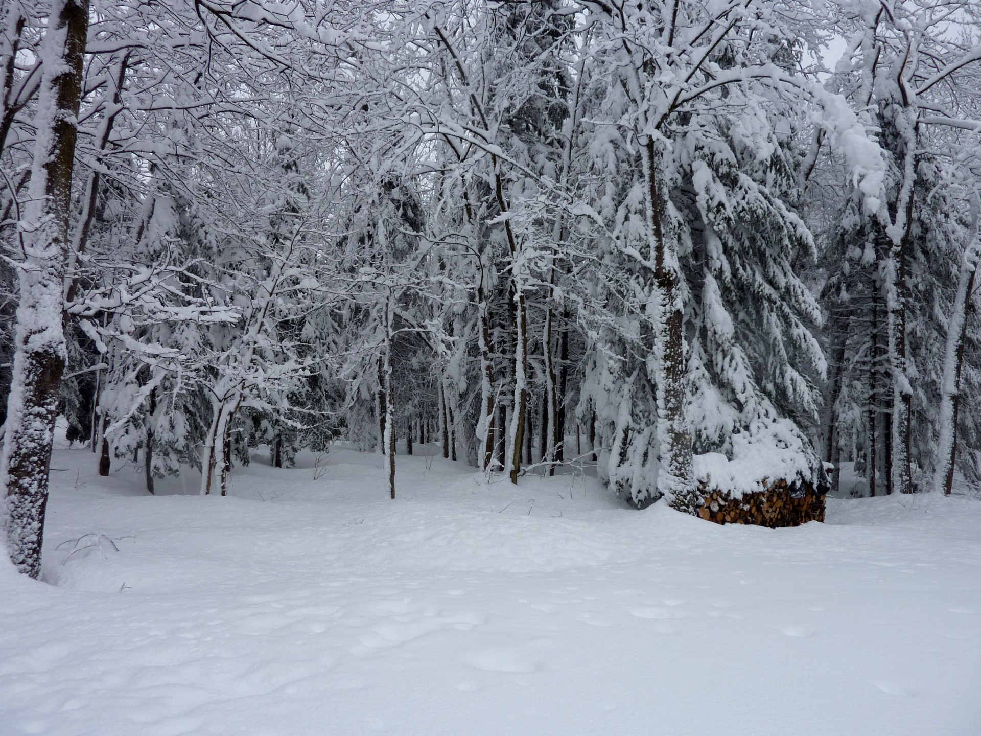 snow snowy tree free photo