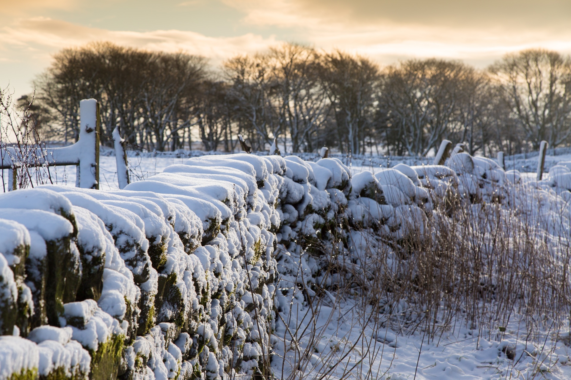 winter sheep farm free photo