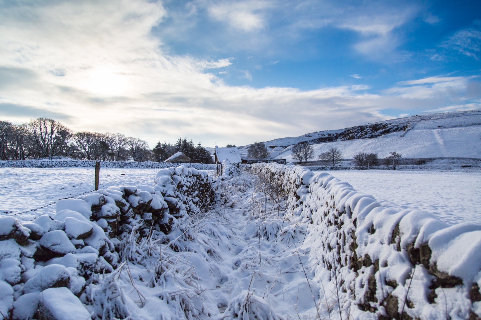 winter sheep farm free photo